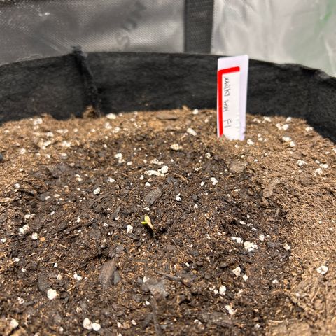 Milky Way growlog photo: 8:47am