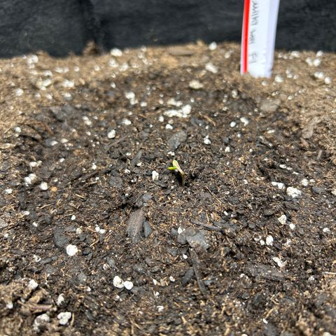 Milky Way growlog timeline photo