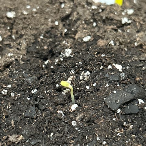 Northern Light Automatic growlog photo: 5:50pm