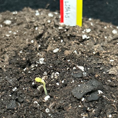 Northern Light Automatic growlog timeline photo