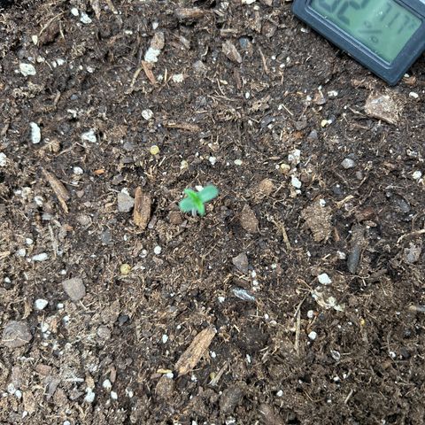 Quick One growlog timeline photo