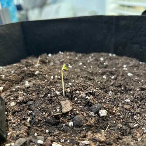 Northern Light Automatic growlog timeline photo