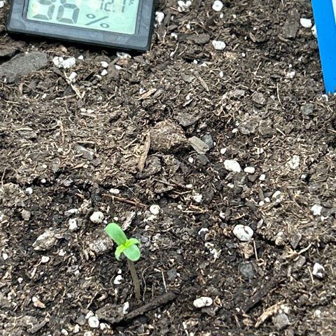 Milky Way growlog photo: Meter is inaccurate 