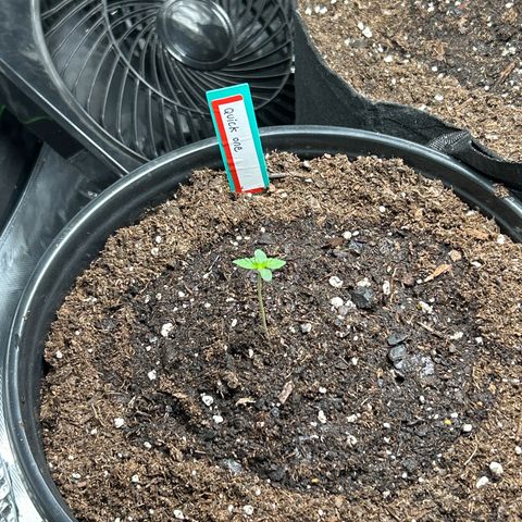 Quick One growlog timeline photo