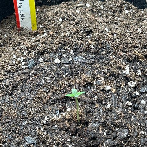Northern Light Automatic growlog timeline photo