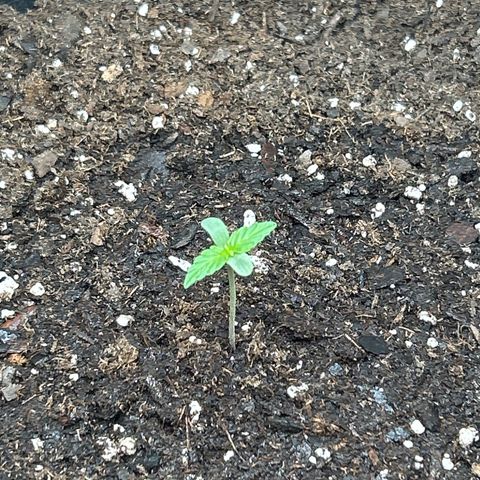 Milky Way growlog photo: Making second set of true leaves!! 