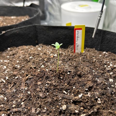 Northern Light Automatic growlog timeline photo
