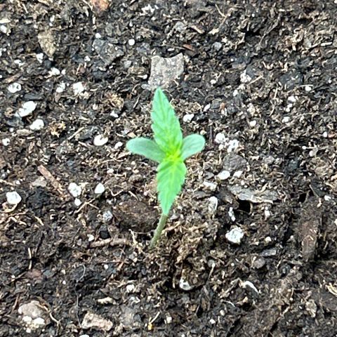 Northern Light Automatic growlog timeline photo