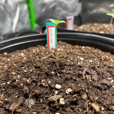 Quick One growlog timeline photo
