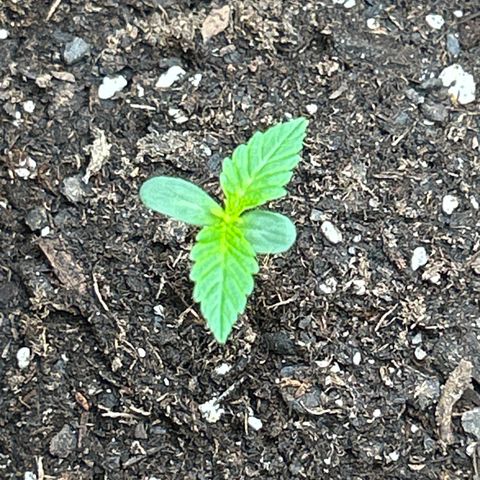 Quick One growlog timeline photo