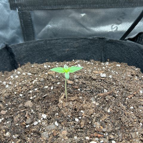 Milky Way growlog timeline photo