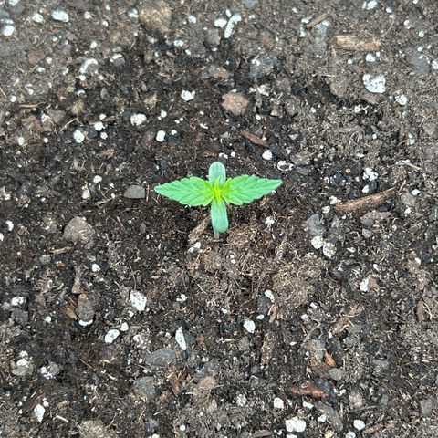 Milky Way growlog timeline photo