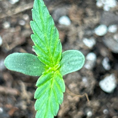 Northern Light Automatic growlog timeline photo