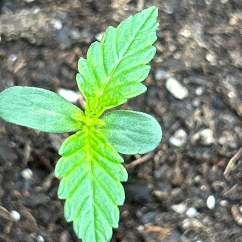 Quick One growlog timeline photo