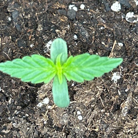 Milky Way growlog timeline photo