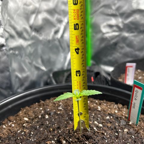Quick One growlog timeline photo