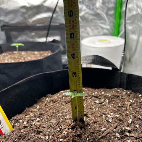 Northern Light Automatic growlog timeline photo