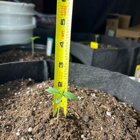 Milky Way growlog timeline photo