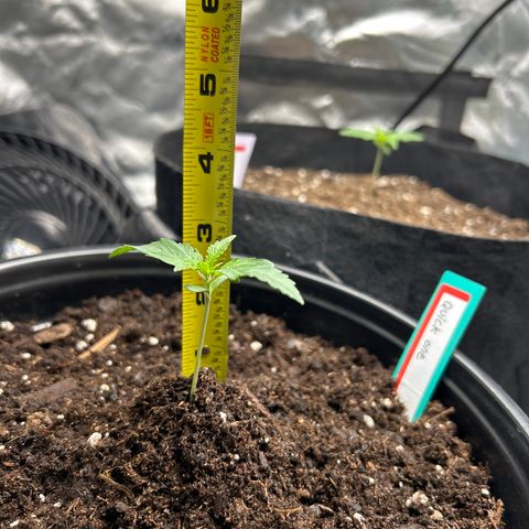 Quick One growlog timeline photo