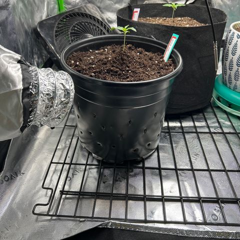 Quick One growlog photo: Had to make breathing holes