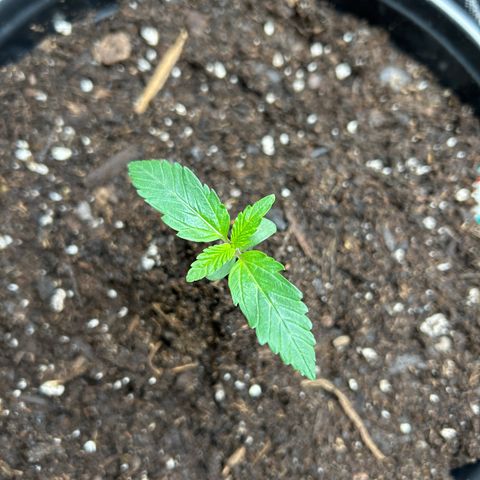 Quick One growlog timeline photo