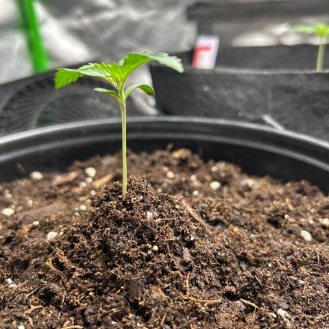 Quick One growlog timeline photo