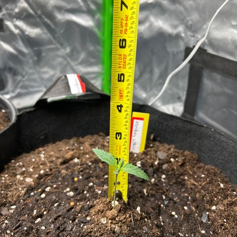 Northern Light Automatic growlog timeline photo