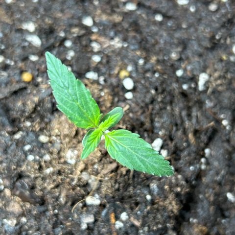 Northern Light Automatic growlog timeline photo