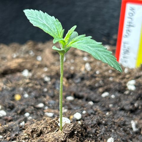 Northern Light Automatic growlog timeline photo