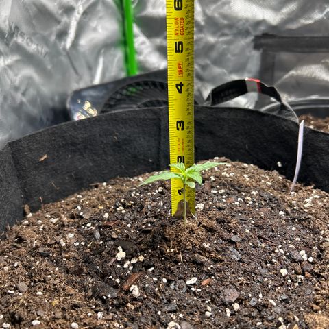 Milky Way growlog timeline photo