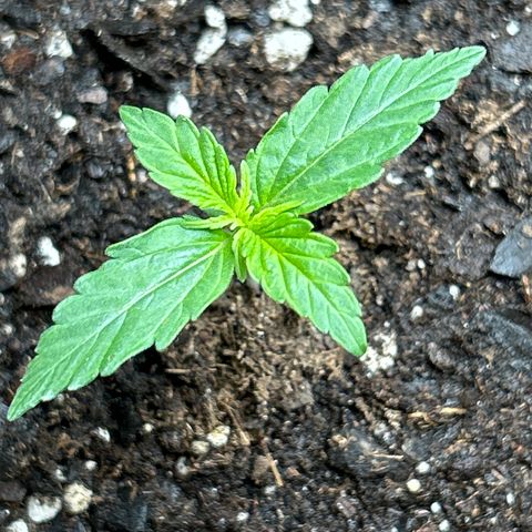 Milky Way growlog timeline photo