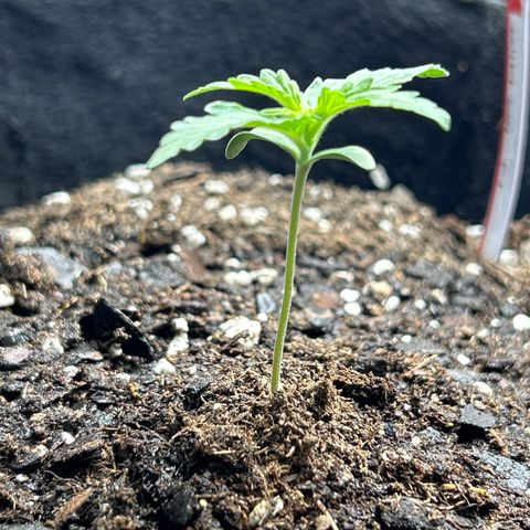 Milky Way growlog timeline photo