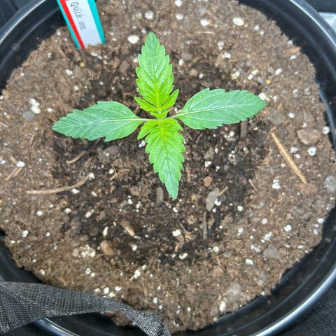 Quick One growlog timeline photo