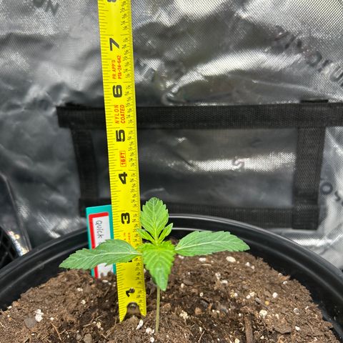 Quick One growlog timeline photo