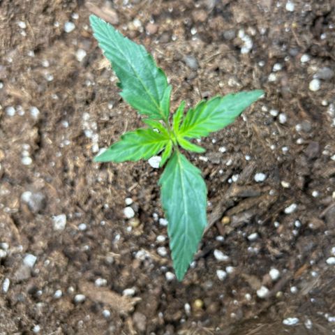 Northern Light Automatic growlog timeline photo