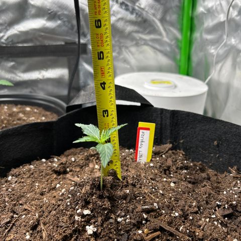 Northern Light Automatic growlog timeline photo