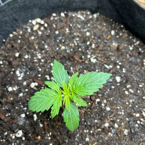 Milky Way growlog timeline photo