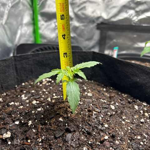 Milky Way growlog timeline photo