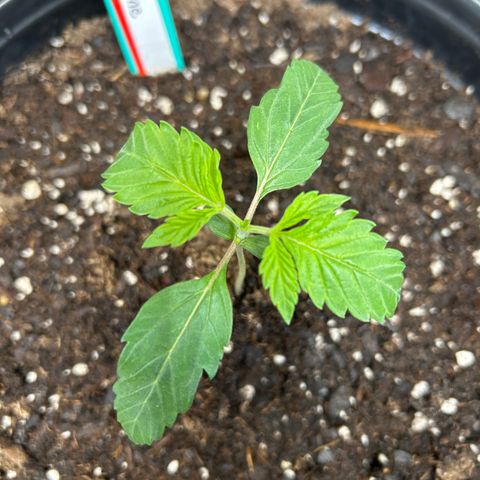 Quick One growlog timeline photo