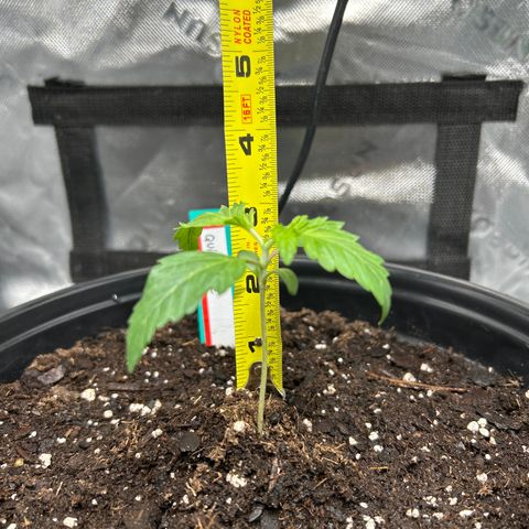 Quick One growlog timeline photo