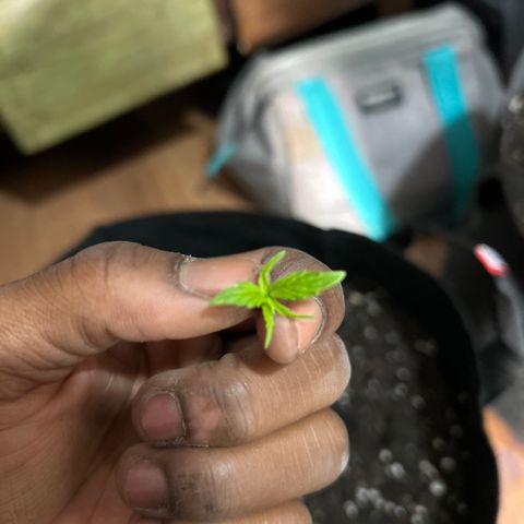 Milky Way growlog timeline photo