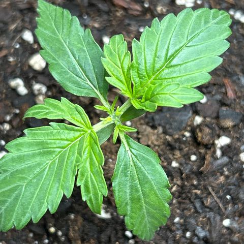 Milky Way growlog photo: Topped.