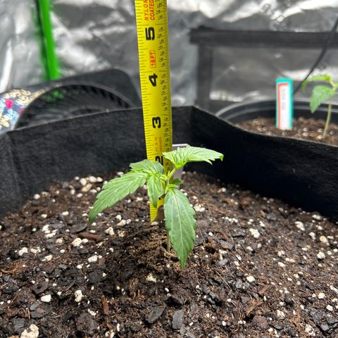 Milky Way growlog timeline photo