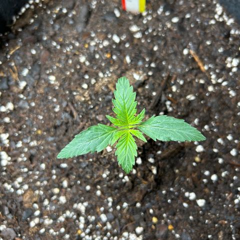 Northern Light Automatic growlog timeline photo