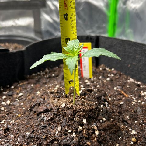 Northern Light Automatic growlog timeline photo