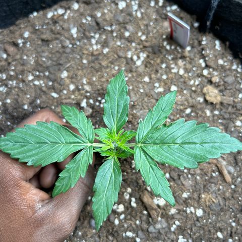 Milky Way growlog timeline photo