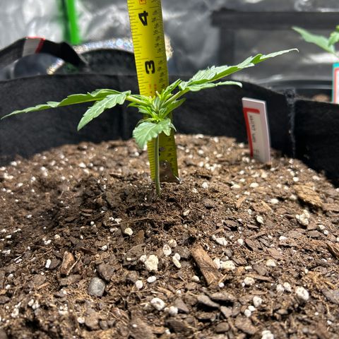 Milky Way growlog timeline photo