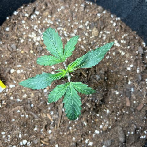 Northern Light Automatic growlog timeline photo