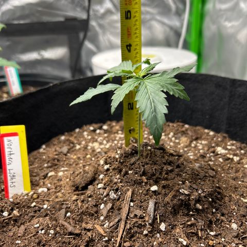 Northern Light Automatic growlog timeline photo