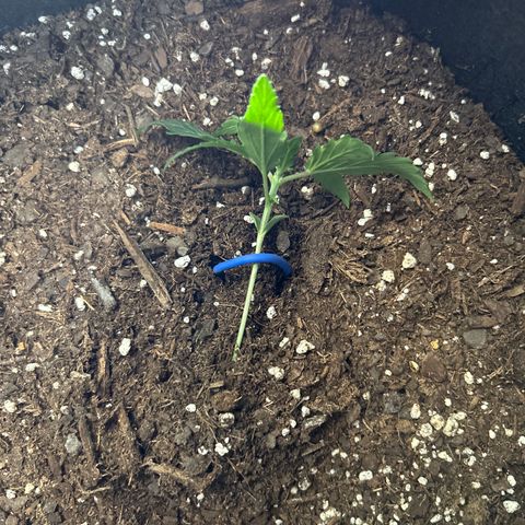 Northern Light Automatic growlog timeline photo